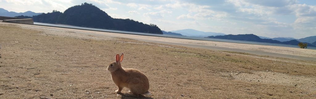 特集一覧 | うさぎの聖地