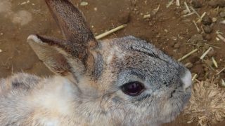 “縁”を育む動物園　袖ヶ浦ふれあい動物縁