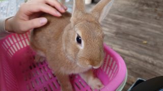 いろんなふれあい体験ができる　伊香保グリーン牧場