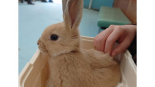 雨でも気にせずふれあえる　東武動物公園
